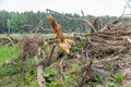 Area of Ã¢â¬â¹Ã¢â¬â¹illegal logging. Forests Deforestation humans are causing global warming. Deforestation, destruction of deciduous